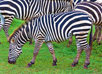 Wild zebras grazing in a green savanna