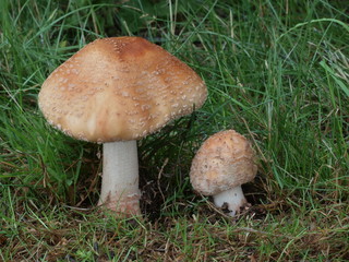 Perlpilz - Amanita rubescens