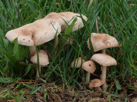 Nelkenschwindling - Marasmius cohaerens