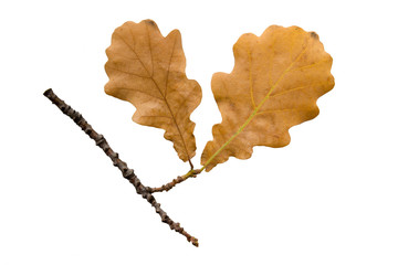 The autumn oak twig on white background