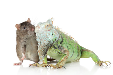 Fototapeta premium Iguana with rat together on a white background