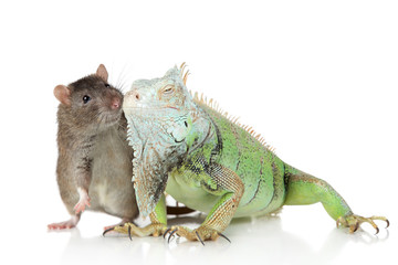 Iguana with rat together on a white background