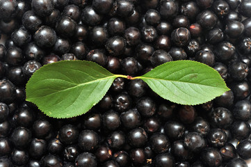 Aronia melanocarpa