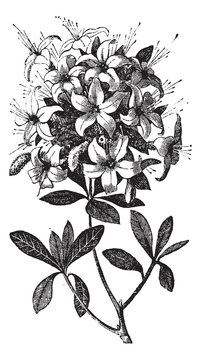 Azalea Or Rhododendron Vintage Engraving