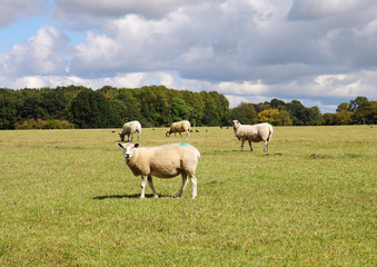 Obraz premium An English Rural Landscape