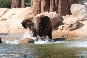 African elephants