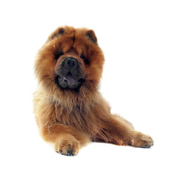 chow chow