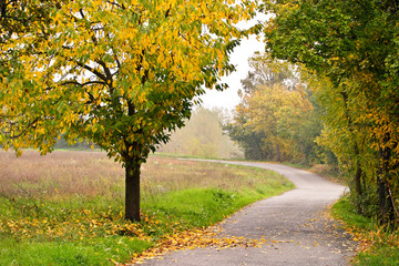 Strada d'autunno