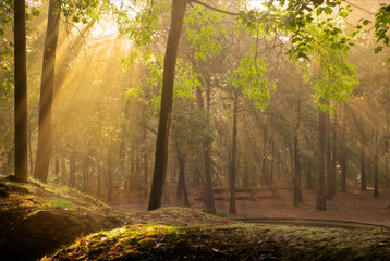 Raggi di sole tra gli alberi del bosco