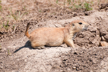 Prairie dog at his Burrow