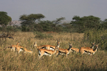 Naklejka premium Gazelles