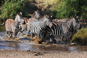 Fototapeta na wymiar Zebra przez rzekę