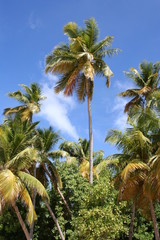 palmier vent