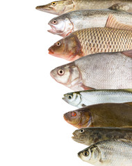 River fish background