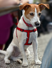 Smooth coated Parson Jack Russell Terrier, watching