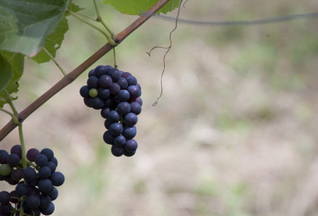 grape black