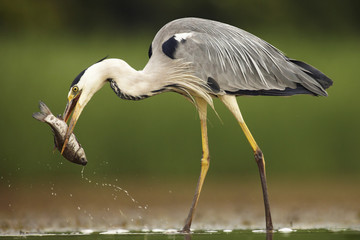 Grey Heron 2