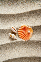 beach sand pearl clam shell summer vacation