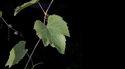 Leaf  grapes