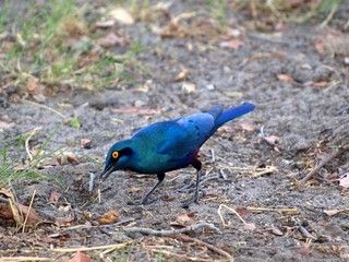 Greater blue-eared starling
