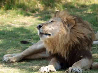 Male lion