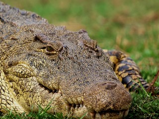 Crocodile