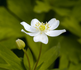Obraz na płótnie Canvas White flower on a green background
