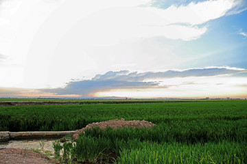 Rice fields La Albufera nature reserve Cullera Valencia province