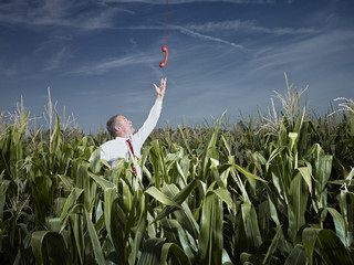 Caucasian businessman in corn field reaching for red telephone