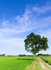 Single tree standing alone with country road  and blue sky