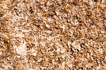 dried seaweed mediterranean posidonia oceanica