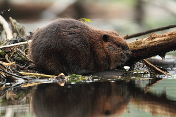 North American Beaver - Ontario, Canada