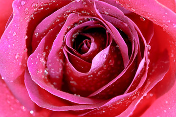 Fototapeta na wymiar Beautiful close up red rose