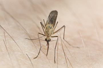 Mosquito sucking blood, extreme close up