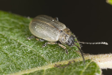 Leaf beetle (Chrysomelidae)