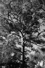 high contrast tree in sunshine