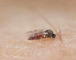 Black fly sucking blood on human arm