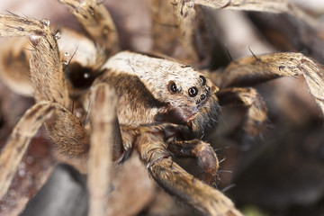 Wolf spider (Lycosidae) extreme close up with high magnification