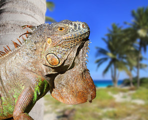 Mexican iguana in tropical Caribbean beach