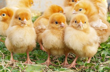 Baby Chickens © RadVila