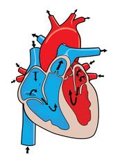 Vector Illustration of Heart Anatomy Showing Chambers, Valves, Main Arteries and Veins