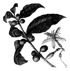Coffea, or Coffee shrub and fruits, vintage engraving.
