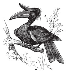 Rhinoceros Hornbill or Buceros rhinoceros vintage engraving. © Morphart