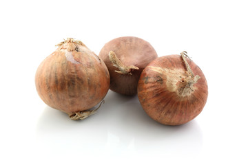 Shallot isolated in white background