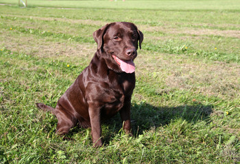 собака лабрадор сидит