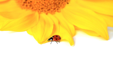 Ladybird on a yellow flower