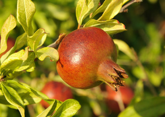 Pomegranate on a tree branch