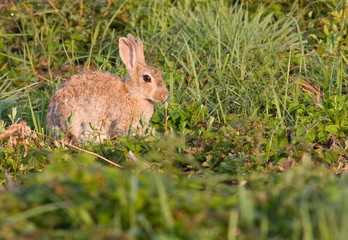 Fototapeta premium Wildkaninchen