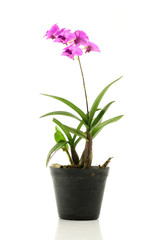 Naklejka na ściany i meble Spring pink flower with flowerpot isolated on white background