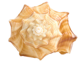 Cockleshell on a white background